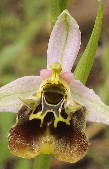 Ophrys malvasiana, Monemvasia.