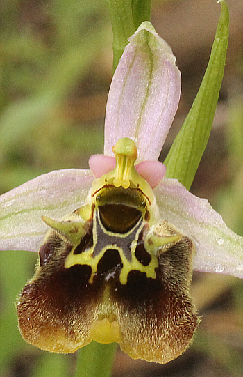Ophrys malvasiana, Monemvasia.