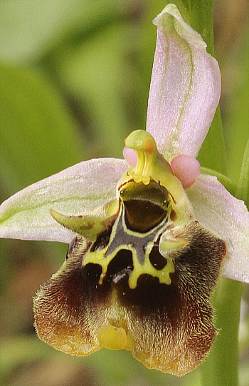 Ophrys malvasiana, Monemvasia.