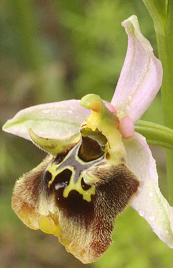 Ophrys malvasiana, Monemvasia.