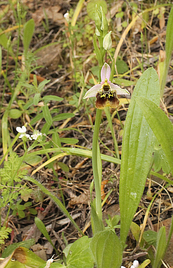 Ophrys malvasiana, Monemvasia.