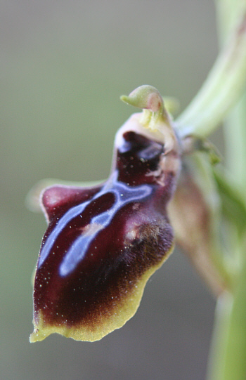 Ophrys mammosa, Rhodes (with an extraordinary yellow margin, in the direction of Ophrys alasiatica).