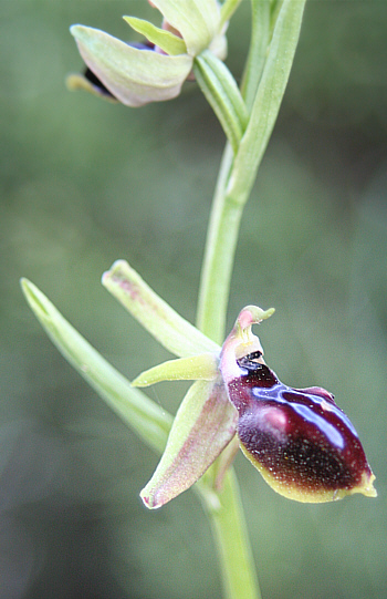 Ophrys mammosa, Rhodos (mit ungewöhnlichem gelben Rand, Richtung Ophrys alasiatica).