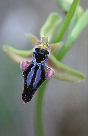 Ophrys mammosa, Laerma, mit ungewöhnlich schmaler Lippe, Richtung Ophrys transhyrcana.