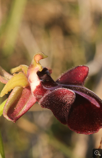 Ophrys mammosa, Platanakia.