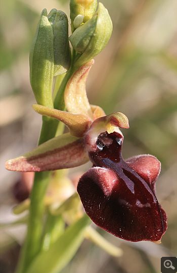 Ophrys mammosa, Kriovrissi.