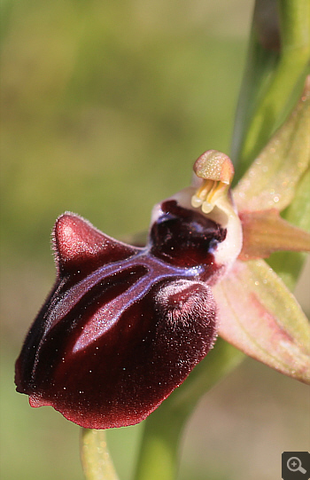 Ophrys mammosa, Kriovrissi.