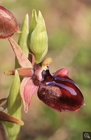 Ophrys mammosa, Kriovrissi.