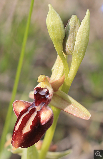 Ophrys mammosa, Kriovrissi.