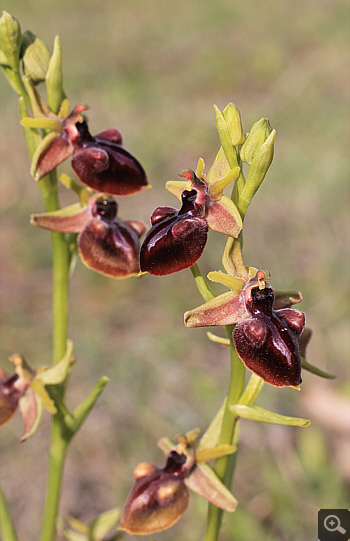 Ophrys mammosa, Kriovrissi.