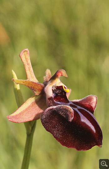 Ophrys mammosa, Litochoro.