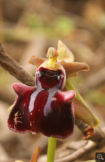 Ophrys mammosa, Ampelokipi.