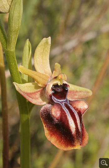 Ophrys mammosa, Litochoro.