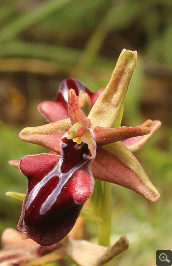 Ophrys mammosa, Ampelokipi.