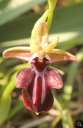 Ophrys mammosa, Platanakia.