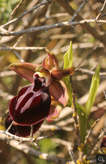 Ophrys mammosa, Litochoro.