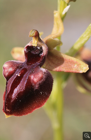 Ophrys mammosa, Kriovrissi.