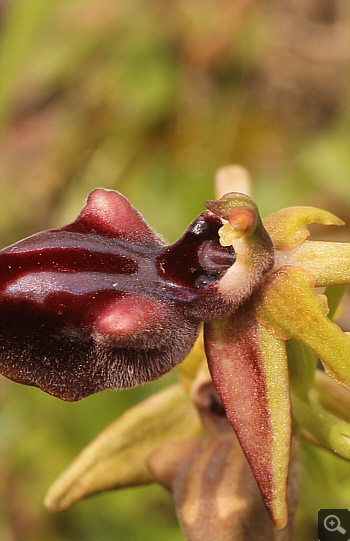 Ophrys mammosa, Ampelokipi.