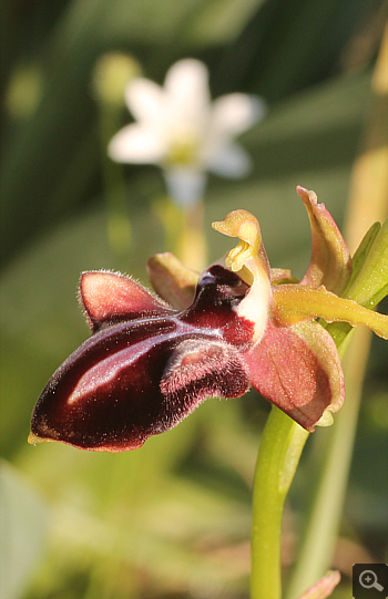 Ophrys mammosa, Platanakia.