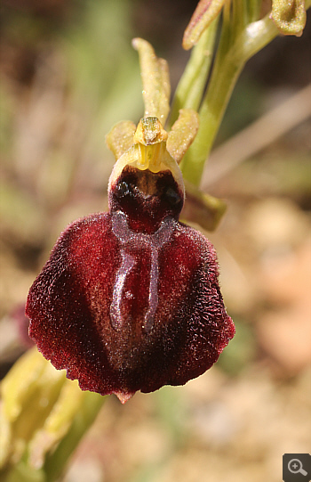 Ophrys mammosa ssp. ustulata, zwischen Ioannina und Kozani.