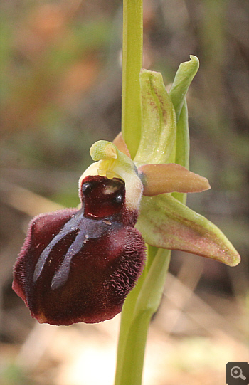 Ophrys mammosa ssp. ustulata, between Ioannina and Kozani.