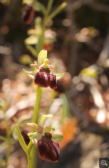 Ophrys mammosa ssp. ustulata, between Ioannina and Kozani.