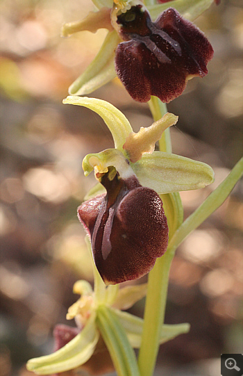 Ophrys mammosa ssp. ustulata, between Ioannina and Kozani.