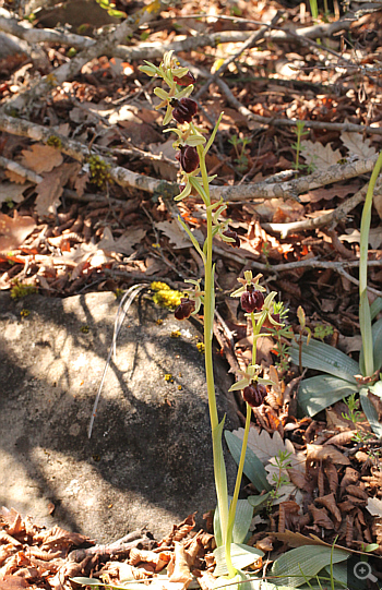 Ophrys mammosa ssp. ustulata, between Ioannina and Kozani.