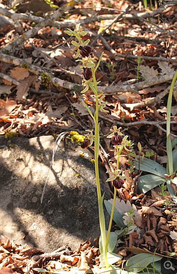 Ophrys mammosa ssp. ustulata, zwischen Ioannina und Kozani.