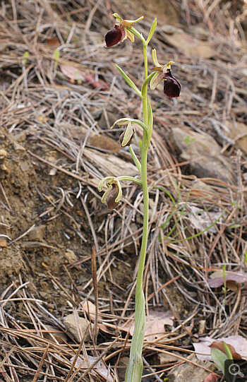 Ophrys mammosa ssp. ustulata, zwischen Ioannina und Kozani.