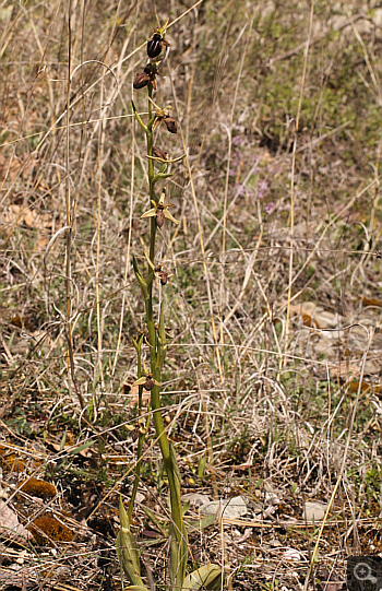 Ophrys mammosa ssp. ustulata, zwischen Ioannina und Kozani.