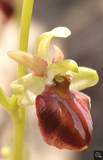 Ophrys mammosa ssp. ustulata, zwischen Ioannina und Kozani.