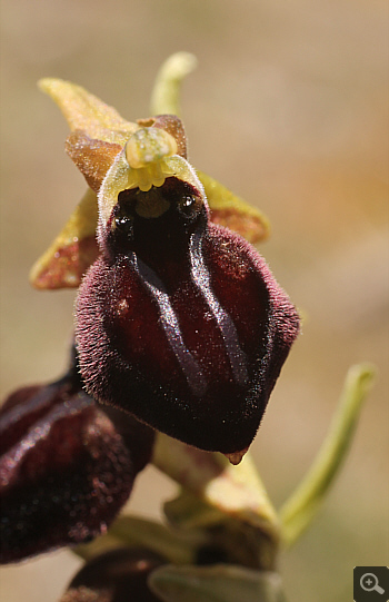Ophrys mammosa ssp. ustulata, zwischen Ioannina und Kozani.