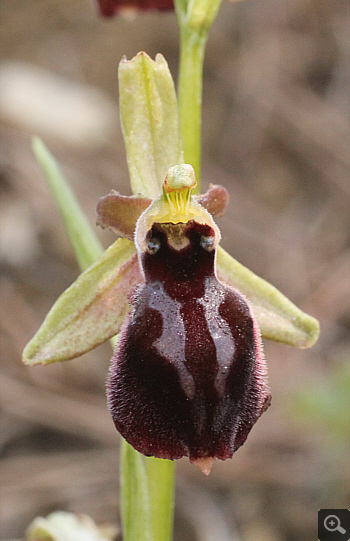 Ophrys mammosa ssp. ustulata, zwischen Ioannina und Kozani.