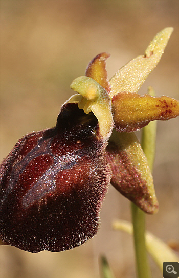 Ophrys mammosa ssp. ustulata, zwischen Ioannina und Kozani.