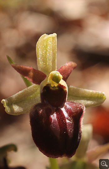 Ophrys mammosa ssp. ustulata, between Ioannina and Kozani.