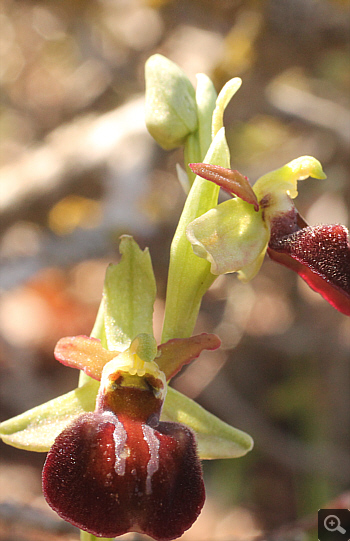 Ophrys mammosa ssp. ustulata, zwischen Ioannina und Kozani.