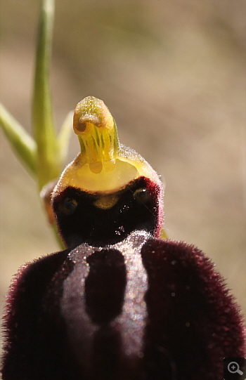 Ophrys mammosa ssp. ustulata, zwischen Ioannina und Kozani.