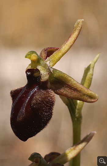 Ophrys mammosa ssp. ustulata, zwischen Ioannina und Kozani.