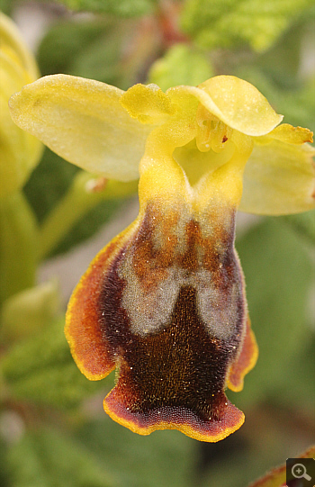 Ophrys melena, Markopoulo.