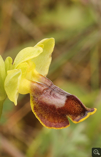 Ophrys melena, Markopoulo.