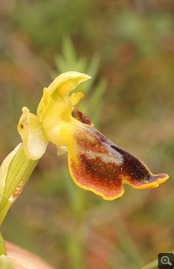 Ophrys melena, Markopoulo.