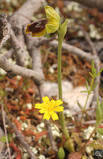 Ophrys melena, Markopoulo.