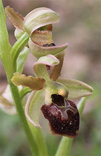 Ophrys minipassionis, Coppa di Mezzo.