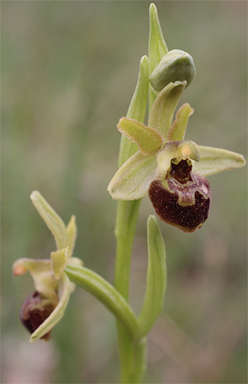 Ophrys minipassionis, Coppa di Mezzo.