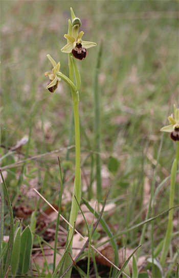 Ophrys minipassionis, Coppa di Mezzo.