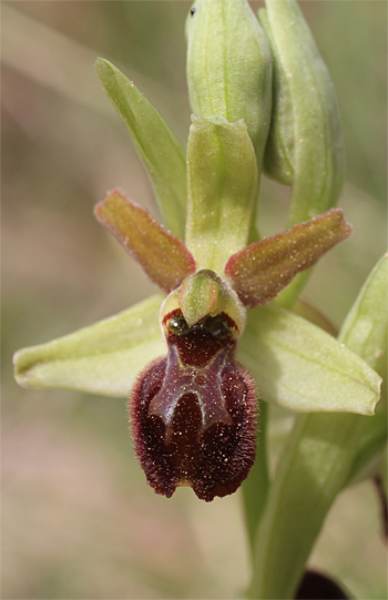 Ophrys minipassionis, Coppa di Mezzo.