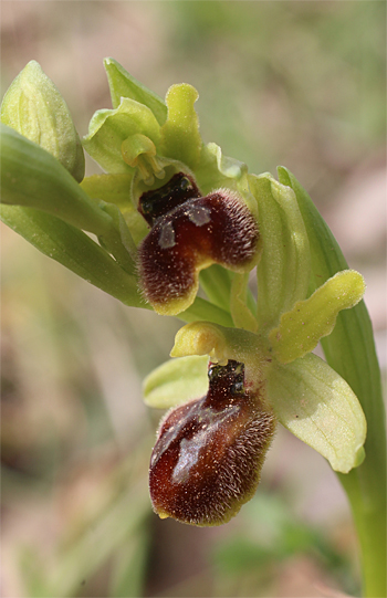 Ophrys minipassionis, Coppa di Mezzo.