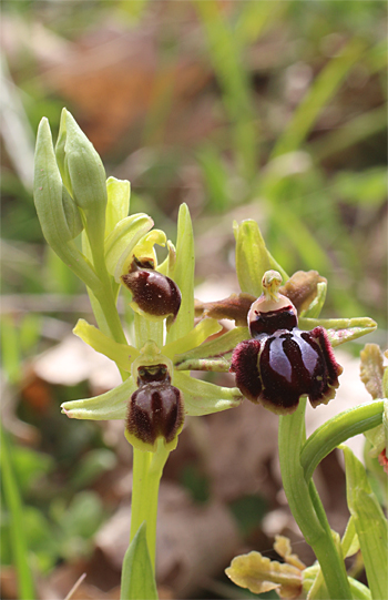 Ophrys minipassionis, Coppa di Mezzo.