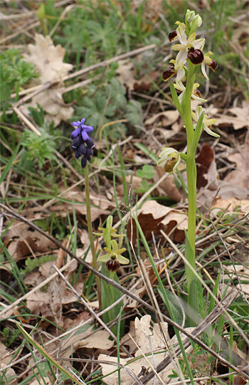 Ophrys minipassionis, Coppa di Mezzo.